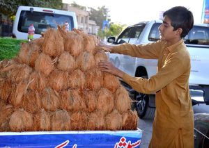 A young vendor arranges coconuts on a handcart to earn a living on Quetta's Liaquat Park Road.