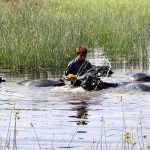 A youngster bathing buffaloes in water pond