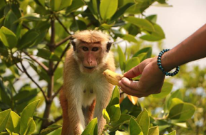 Wild Neighbours, busy trails: The monkey encounters changing Islamabad’s hiking scene
