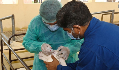 China’s vaccine assistance strengthens Pakistan’s livestock disease-control efforts